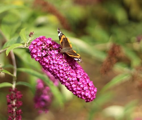 Sommerflieder Schmetterlingsstrauch 'Buddleja Davidii Royal Red' 40-60 cm
