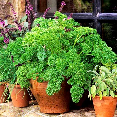 Parsley Moss Curled - 3000 Seeds + Freebie + Plant Tag - Petroselinum crispum