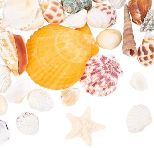 WEBEEDY 30 PCS Coquillages Naturels Gros Coquillages Mélangés de Couleurs et Tailles Variées Coquillages Naturels Conque Etoile de Mer Décorations de Fête Sur le Thème de la Plage