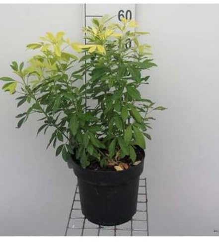 Choisya tern. 'Lich'® ('sundance'®/'brica') - Oranger Du Mexique 40-50 cm en pot