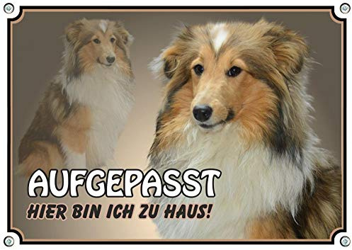 Petsigns Hundeschild Sheltie Shetland Sheepdog - dauerhaft haltbares Metallschild, DIN A4