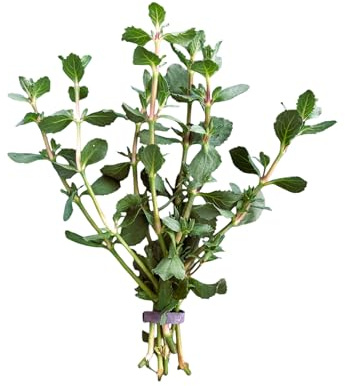 Water Wisteria Hygrophila Difformis Bunch Live Aquarium Plant