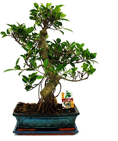 Chinese fig tree - Ficus retusa - 12-15 years