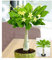 BALDUR Garten Hawaii-Palme, 1 Pflanze, Zimmerpflanze blühend Brighamia insignis, Vulkanpalme, exotische Zimmerpflanze, mehrjährig - frostfrei halten, Wasserbedarf gering, blühend
