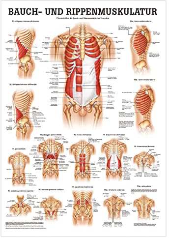 Sport-Tec Bauch- und Rippenmuskulatur Poster Anatomie 70x50 cm medizinische Lehrmittel