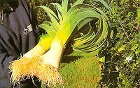 Exhibition Vegetable - Robinsons Mammoth Pot Leek - 100 Seeds