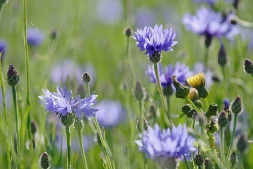 JustSeed - Wild Flower (British) - Cornflower - Centaurus cyanus - 600 Seeds