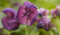 Akebia Trifoliata 5 Samen, Schokoladenwein Samen,Klettergurke