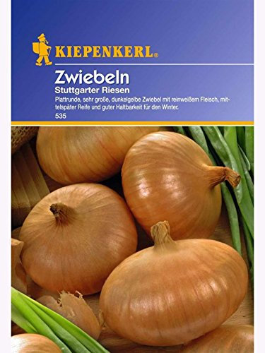 Zwiebelsamen - Zwiebeln Stuttgarter Riesen von Kiepenkerl