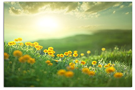Paul Sinus Art 120x80cm - WANDBILD Blumenwiese Frühling Sonne Natur - Leinwandbild auf Keilrahmen modern stilvoll - Bilder und Dekoration