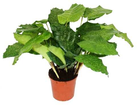 Exotenherz - Schattenpflanze mit ausgefallenem Blattmuster - Calathea musaicaNetwork - 14cm Topf - ca. 40cm hoch