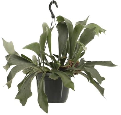 La Green Touch - Platycerium - Plante d'intérieur - Pot 17cm, Hauteur 30 cm