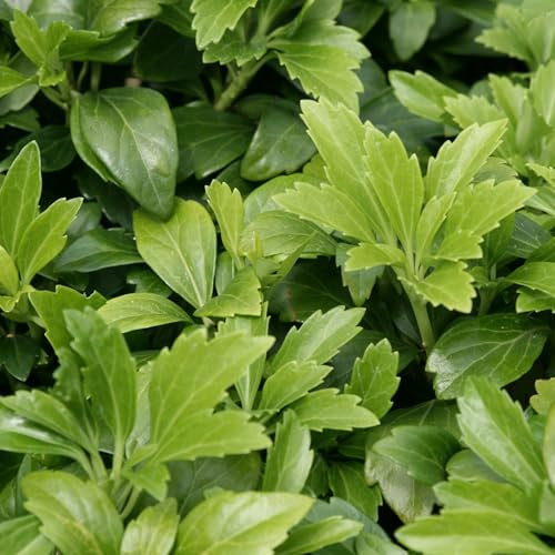 Plant Theory Japanese Spurge Pachysandra Terminalis Shrub Plant 1.5L Pot