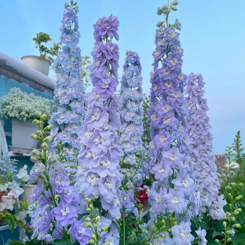 delphinium - Delphinium - in vaso da esterno di esotici di selvatici Decorazioni per giardini esterni, da giardino 700semi