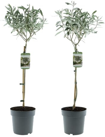 Olea Europaea Olivier semi-tronc XL, 80-100 cm, plante méditerranéenne en pot pour balcon, terrasse et jardin, pot de 19 cm (4)