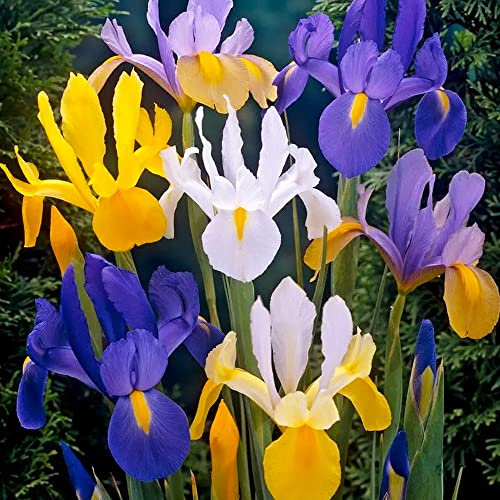 10 x Iris Hollandica Mixed – Stunning & Versatile Flowers – Summer Flowering Bulbs – Perennial – for Your Beautiful Garden