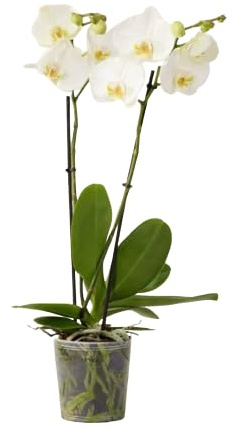 Orquídea Natural Un Toque de Belleza Tropical
