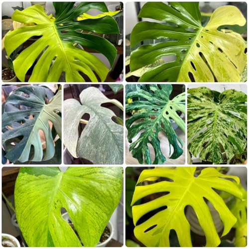 semillas de monstera raras - perennes balcón resistentes, decoración cobertura del suelo 8pcs
