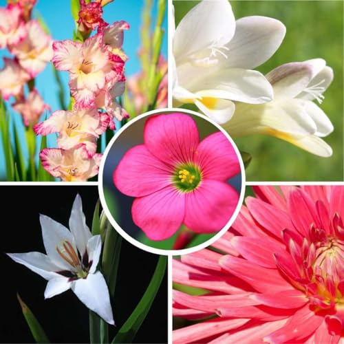 Plant in a Box - Bulbes 'Jardin Rose' - Mélange de bulbes à fleurs - 125 pièces - Mélange de différents bulbes à fleurs - Dahlias, Glaïeuls, Freesias, Oxalis