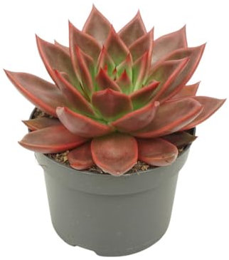 Exotenherz Rotes Rosetten-Dickblatt - Echeveria agavoides Antaris - pflegeleichte Sukkulente - 12cm Topf