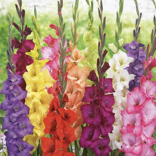 Bloomique - Mélange de 25 - Glaïeul Mix - Mélange de couleurs - Bulbes à fleurs - Vivace - Floraison estivale - Pousse jusqu'à 100-140 cm