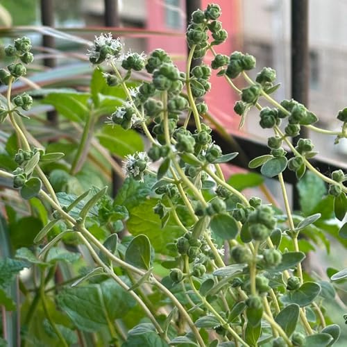 semi di maggiorana rare da giardino giardino per la cucina da appartamento esotiche letto rialzato per interno di aromatiche esterno 800pcs