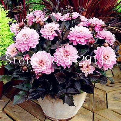 Graines De Fleurs De Dahlia Fraîches À Planter Violet Clair Paquet De 100 Graines