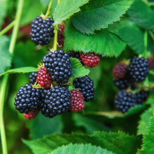 Pack 4 Thornless Everbearing BlackBerry Plants Live for Growing, High-Yield BlackBerry - Navaho BlackBerry