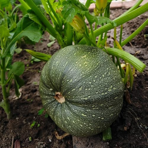 Zucchini, stauden winterhart mehrjährig Cucurbita pepo, gemüsesamen alte sorten bio gartenkräuter 60Samen
