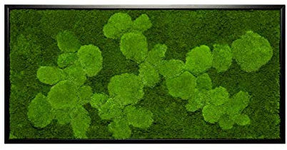 Moosbild Wandbild mit Moos Kugelmoos Moosplatte Pflanzenbilder Moosbilder versch. Maße günstig (110x55 cm, schwarz)
