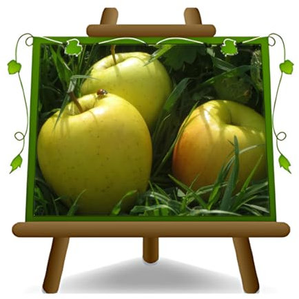 EURO PLANTS VIVAI Pommier Ozark Gold plante fruitière ancienne en pot 26 cm hauteur maximale 180 cm - Âge 4 ans