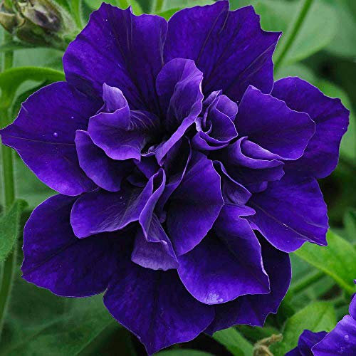 Petunia Plug Plants, Trailing Summer Flowering Bedding Plants, Blue Double Flowers, Gardens & Patios, Hanging Baskets, 5 x Petunia Frills & Spills Belinda Plug Plants by Thompson & Morgan