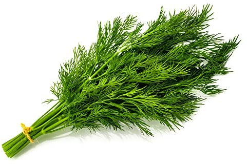 Herb Plants Selection - Dill + Garlic Chives + Parsley - 6 x Full Plants in 9cm Pots - Herb Plants in Pots - Garden Plants - Garden Ready - Premium Quality Plants