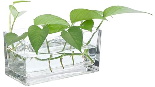 PATIKIL Jarrón De Vidrio Rectangular 8x4x4 Pulgadas, 1 Pc Contenedor De Terrario para Flores con Fondo Grueso para Decoración De Bodas, Hogar, Oficina Y Eventos, Transparente