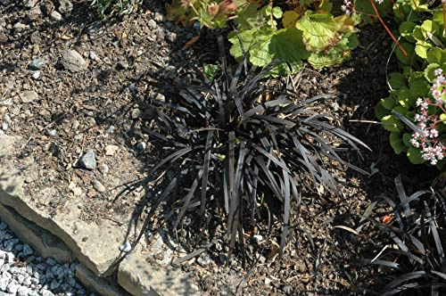 Ophiopogon planiscapus 'Nigrescens' 9x9 cm Topf – Immergrün, Winterhart & Pflegeleicht – Schwarzer Schlangenbart – Bodendecker für Garten & Schatten