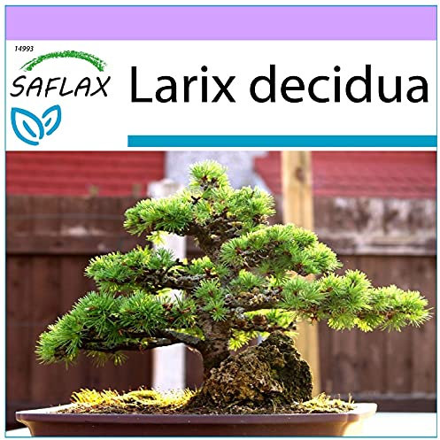 SAFLAX - Alerce europeo - 75 semillas - Larix decidua