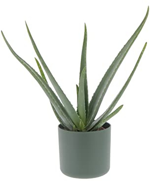KENTIS - Aloe Vera - Piante Vere da Esterno da Giardino da Balcone - Pianta Grassa Succulenta - H 30-40 cm Vaso 14 cm