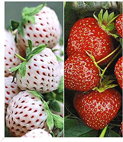 BALDUR Garten 9er Erdbeeren-Raritäten-Kollektion', Pflanzen im Topf | Sengana Selektion & Natural White®, Fragaria, winterhart, Ananas-Erdbeere, Erdbeerpflanze, befruchten sich gegenseitig