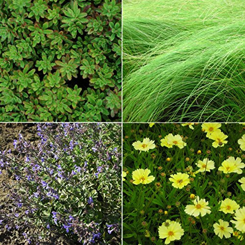 Blumixx Stauden Blumenkasten-Set - Sommersonne