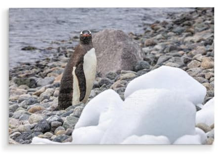 artboxONE Holzbild 60x40 cm Natur Pinguin am Strand von Künstler Die Welt Tanzt Farben