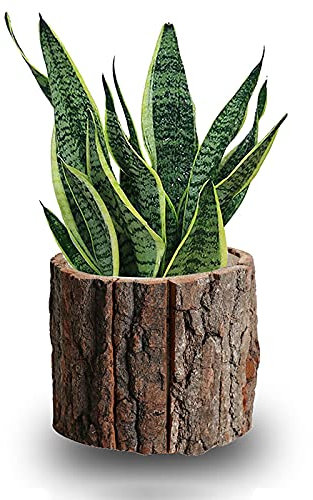 WLICWEI Jardinera de Madera, macetas Verticales pequeñas para Plantas, macetas suculentas rústicas, macetas de Madera para decoración de Interiores y Exteriores, jardín, Madera de alcanfor, 20 x 12