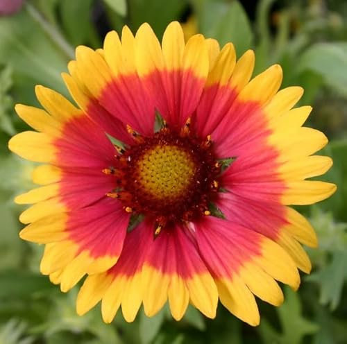 12 unidades o 1 m² Gaillardia 'Kobold' - Gaillardia 'Kobold' Maceta 9x9 cm