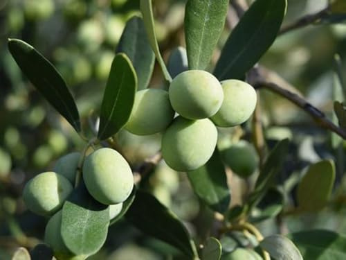 Pianta di ulivo, olea europea, pianta da olio o ornamentale, h130-150cm, età 2 anni (Cipressino)