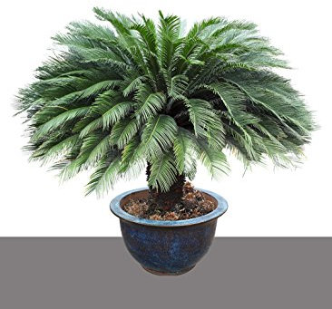 Seedeo Japanischer Palmfarn (Cycas revoluta) 2 Samen