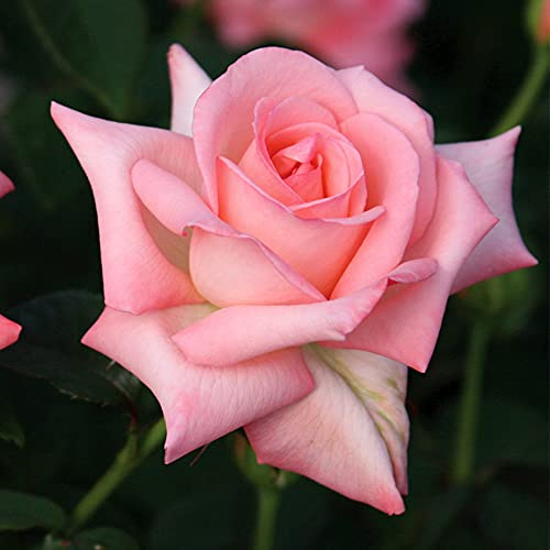 Heirloom Hybrid Tea Roses, Live Own Root Plant for Outdoor Garden, Bride, Very Fragrant, Hardiness Zones: 6-10, Continual Blooming
