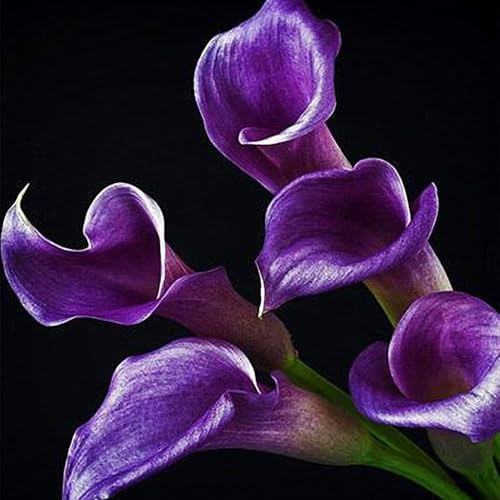 Se Adaptan a Suelos Húmedos -Bulbos de Cala -Crece en Interior y Exterior -Zantedeschia aethiopica-4 Bulbos