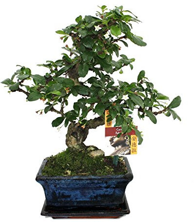 Exotenherz Bonsai Fukientee - Carmona microphylla - ca. 6 Jahre
