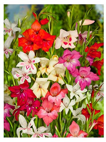 Oliwier's Bulbs 10x Gladioli Nanus Mix Bulbs Summer Flowering Dwarf Gladiolus Multicoloured Garden Cut Flowers Autumn Planting Hardy Corms