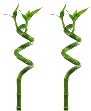 Canton Aquatics Lucky Bamboo Curly Dracaena Sanderiana 2 Pack - Indoor Plants for Peace and Harmony - Peace Lily Plant Indoor Live - Perfect Kitchen Counter Decor and Good Luck Gifts