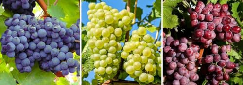 Weinreben Sortiment kernlos, 3 Sorten Tafeltrauben, Winterharte Vitis Vinifera Pflanzen, Hell, Rosa und Blau, für Garten